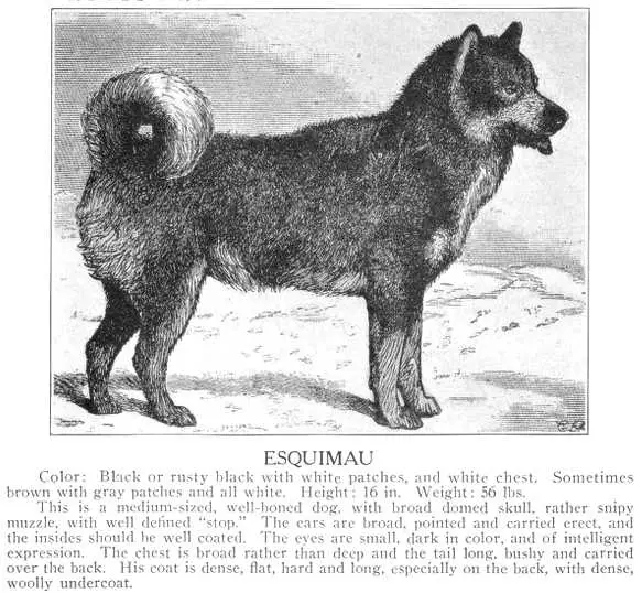 American Eskimo Dog