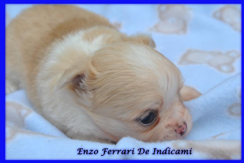 Enzo Ferrari De Indicami