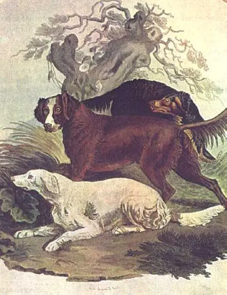 (Cross Bred Setters) Dog