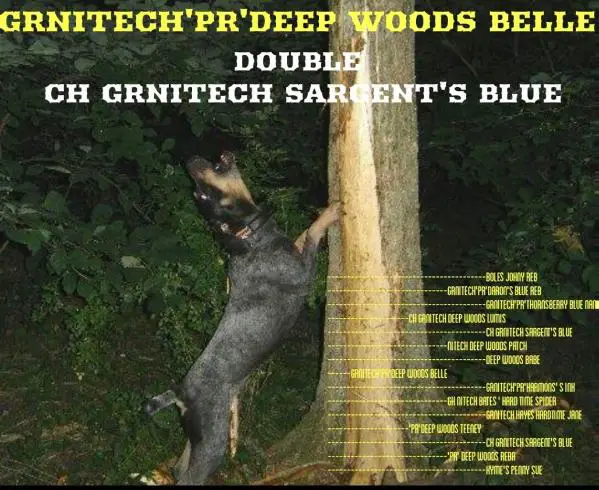 Deep Woods Belle