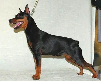 Malenkiy Kapitan Shagane