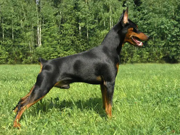 PITER PEN SMOLGIV