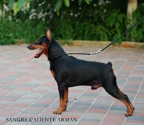 Sangre Caliente Arman