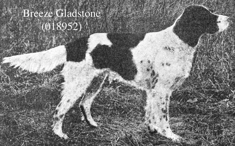 Breeze Gladstone (018952)