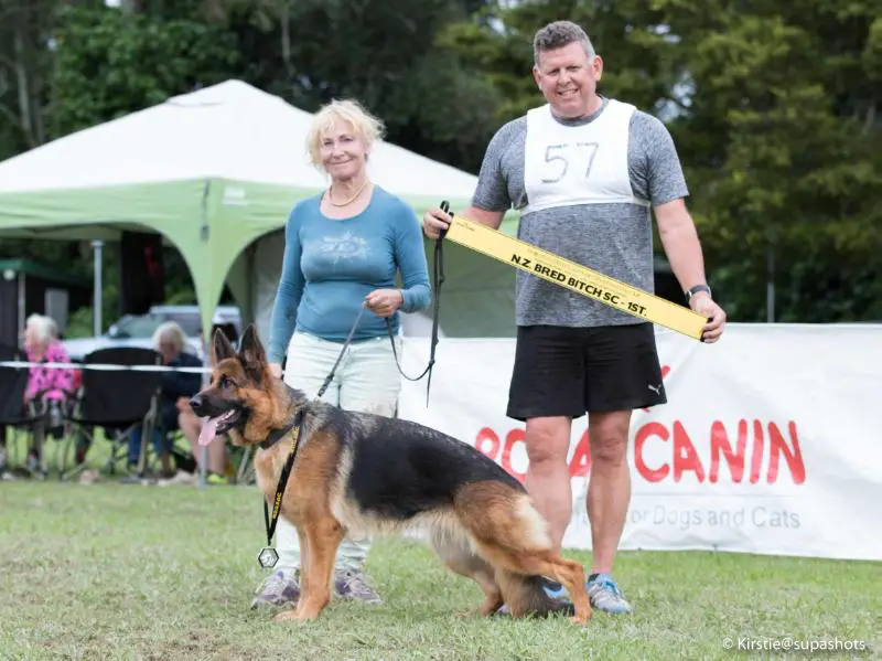 va1 german shepherd 2018