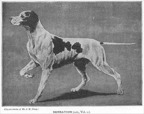 Sensation (1874  WESTMINSTER'S) (DON IN THE UK)
