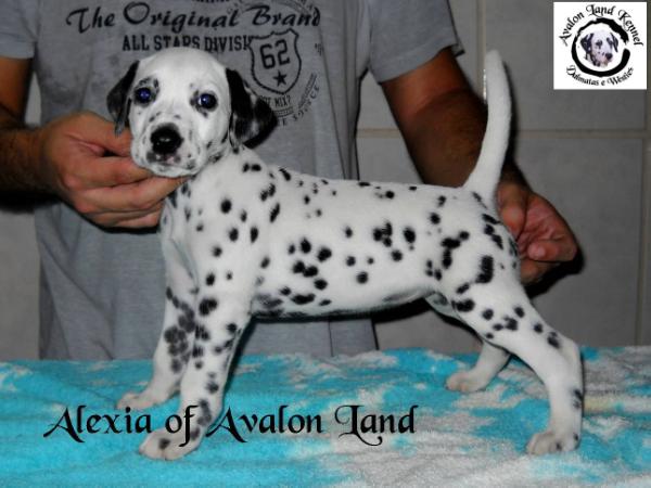 Alexia of Avalon Land