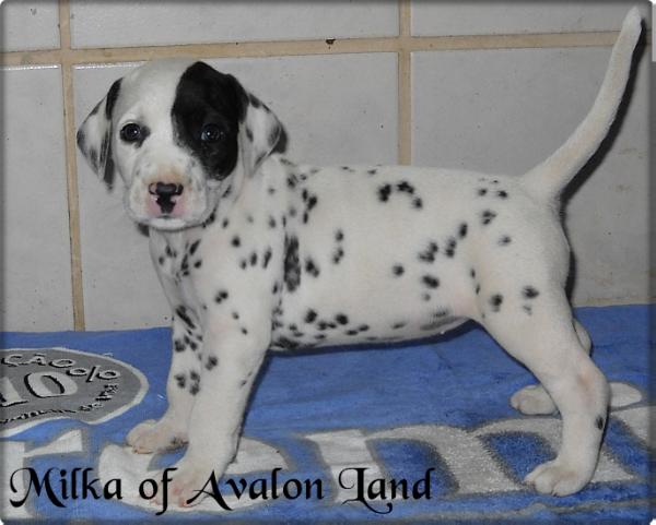 Milka of Avalon Land
