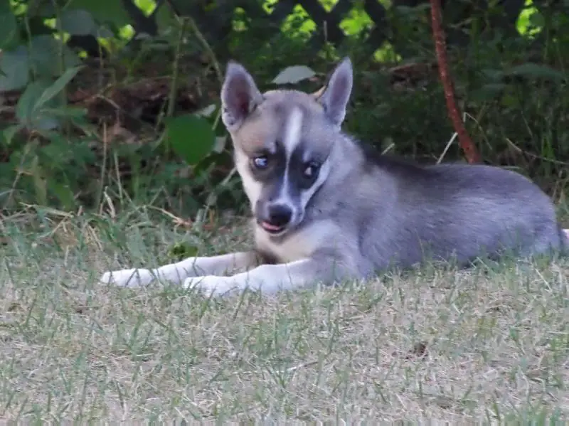 Zena