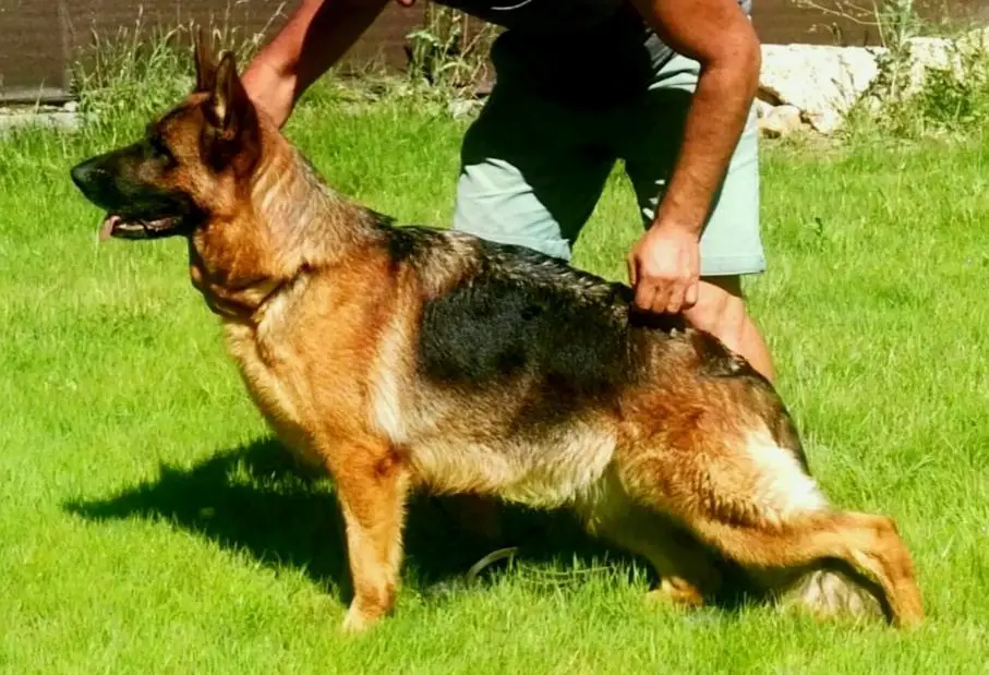 Pedigree database gsd male for best sale sale