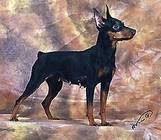 Маlagris Lorraine Lora
