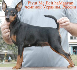 PIYUТ ME BEIT HAMAAYAN