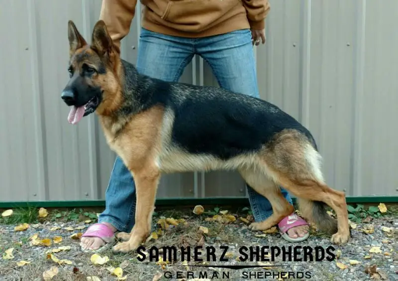 samherz shepherds