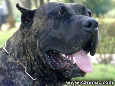 Jarcha de CanMuc