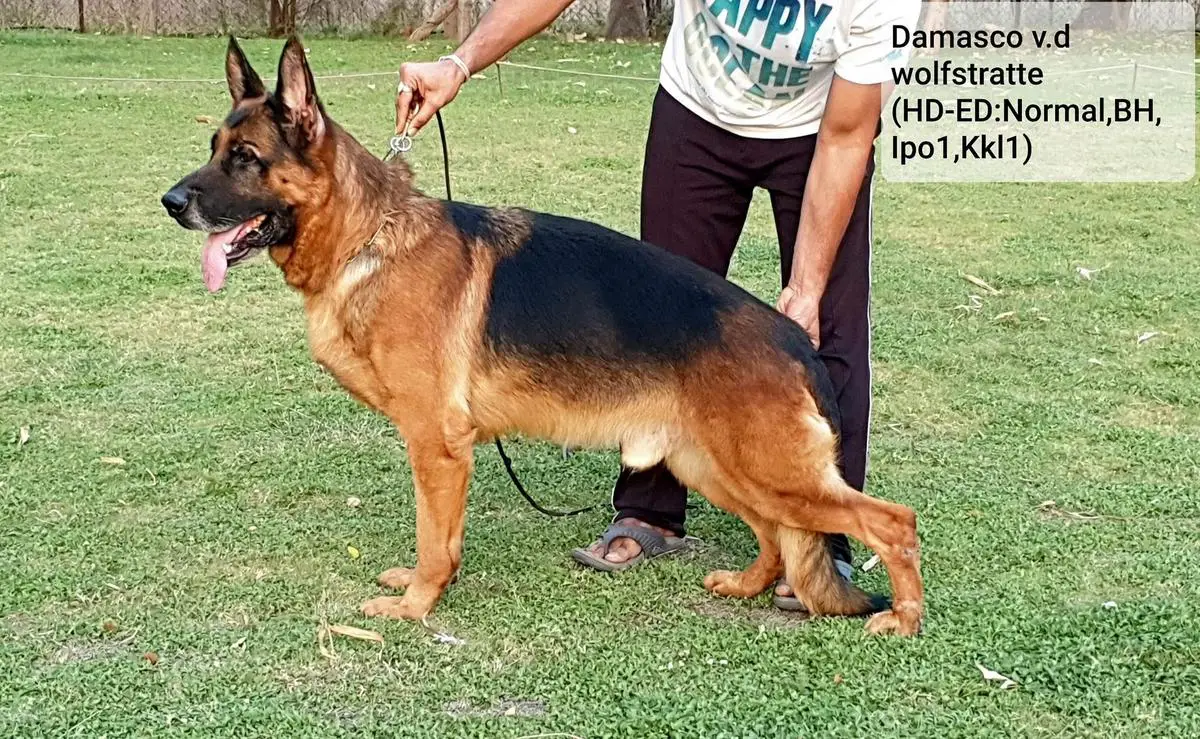 Damasco von der Wolfstratte