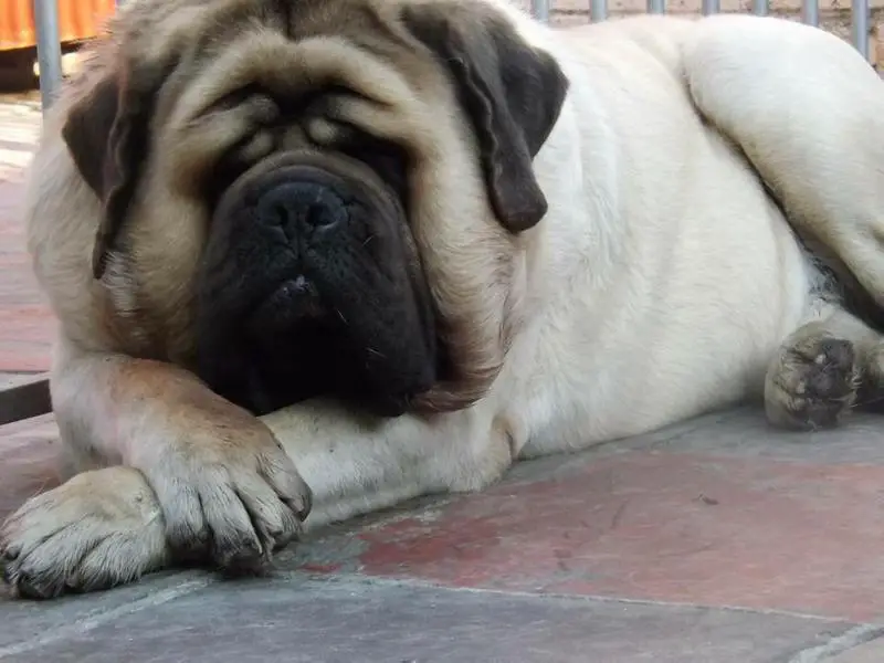 Alonzobar dreaming star