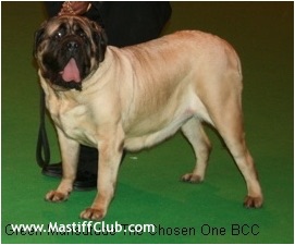 Mansuetude the chosen one