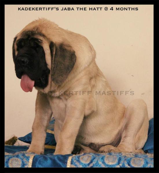 Kadekertiff's Jaba the hatt