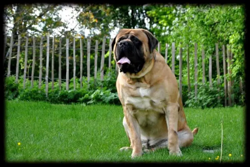 Gajananstraz brindle mastiffs