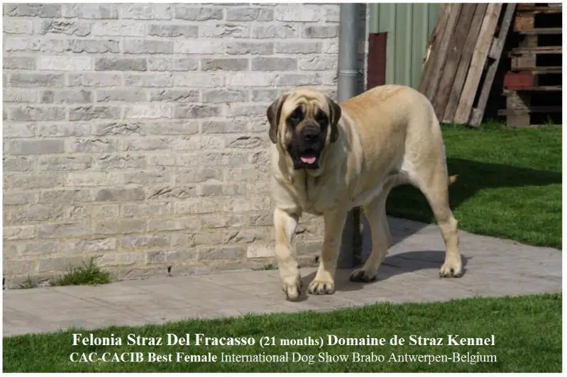 Feloniastraz del fracasso