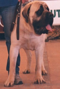 Sir Kevin