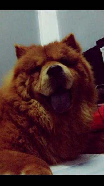 MISTY OF CHOW WHISPER