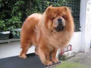 ABUNDANT BRUTUS MAGNIFICO