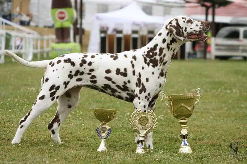 Daughter de la Queen Dalmadami