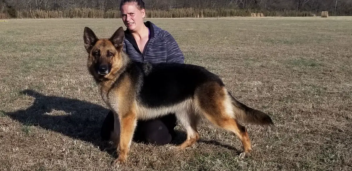 Pedigree database gsd sales male for sale