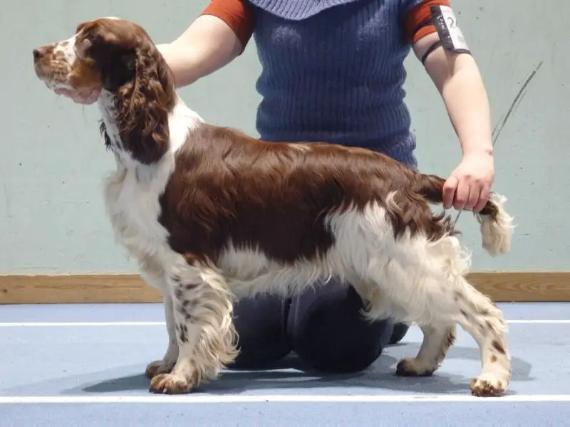 english springer spaniel pedigree database