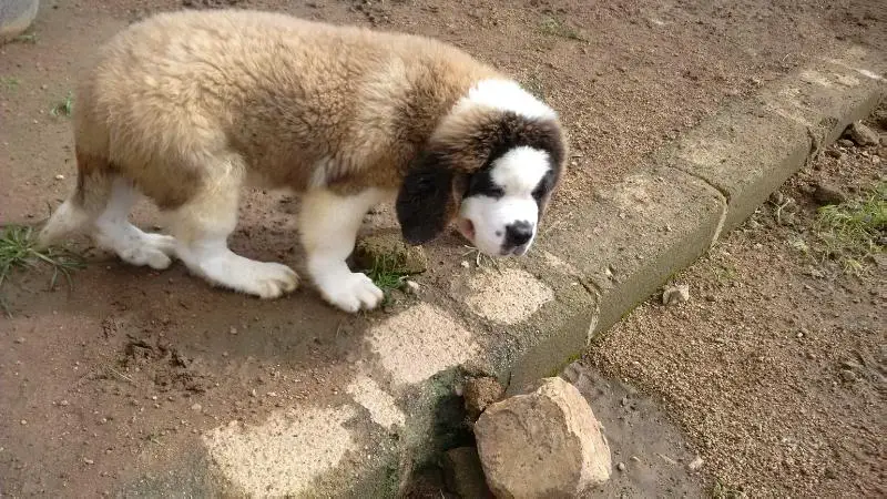 Mufasa
