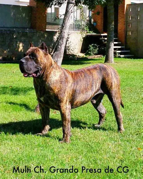 Grando Presa de Casa Goxy