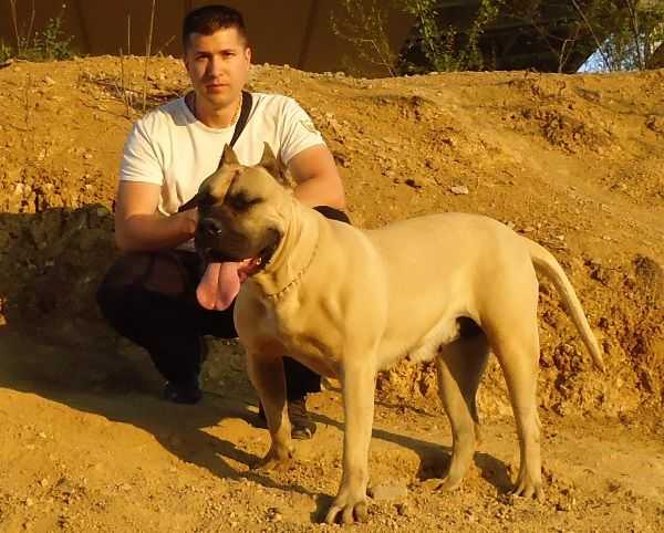 Bomba de Spalato Bull
