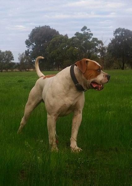 pedigree american bulldog puppies for sale