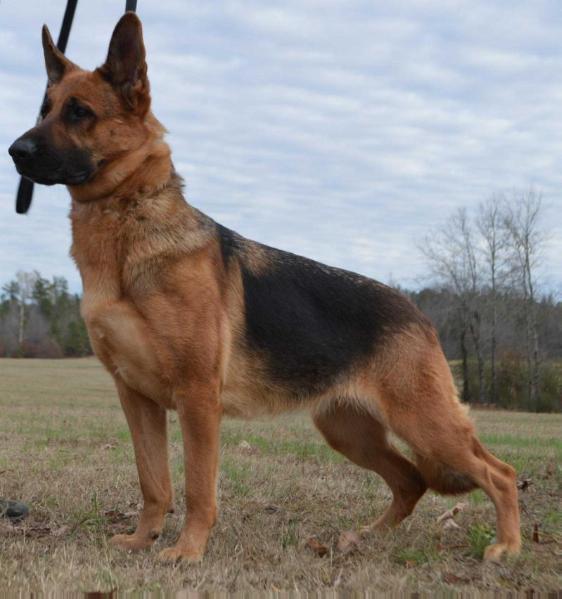 apple ridge german shepherds