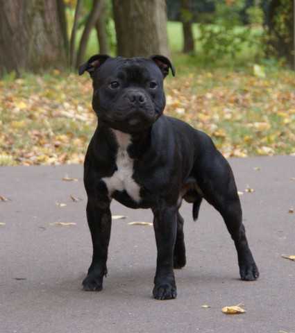 pedigree staffordshire bull terrier