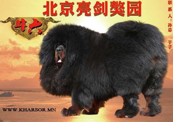 Niu Liu