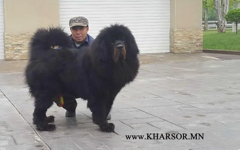 Xiao Hei