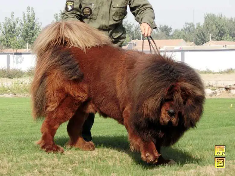Xinhuo