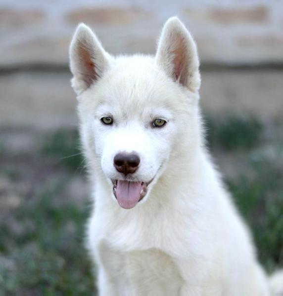 Amaroq the Spirit of the Wolf