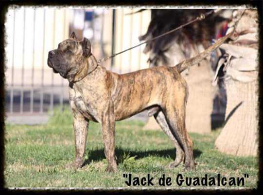 Jack de Guadalcan