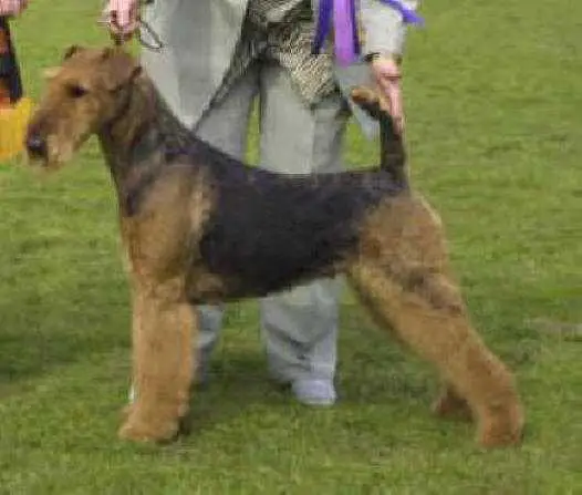Stargus Athena