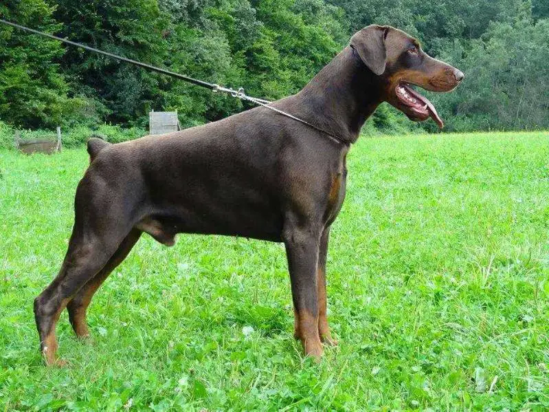 Royal sales bell doberman