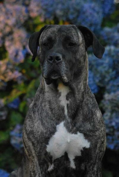 Hoxy of dogo Paradise