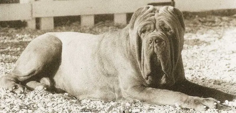 Mose (Sansone II di Ponzano x Giada)