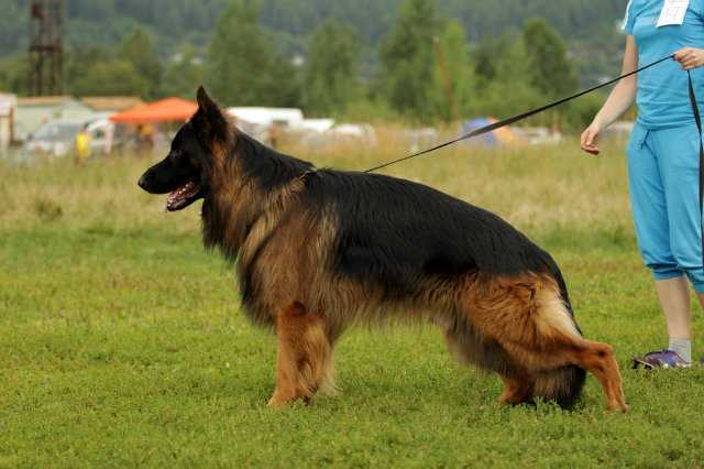 аллемо хаус генезис. немецкие овчарки питомник хаус. Hill vom welsetal. питомник немецких овчарок жюль. марта хаус питомник немецких овчарок официальный сайт.