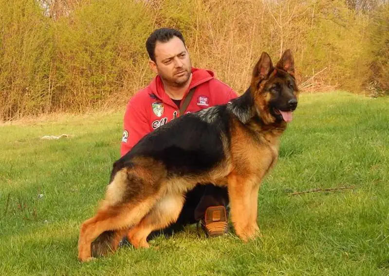 english bulldog pendant