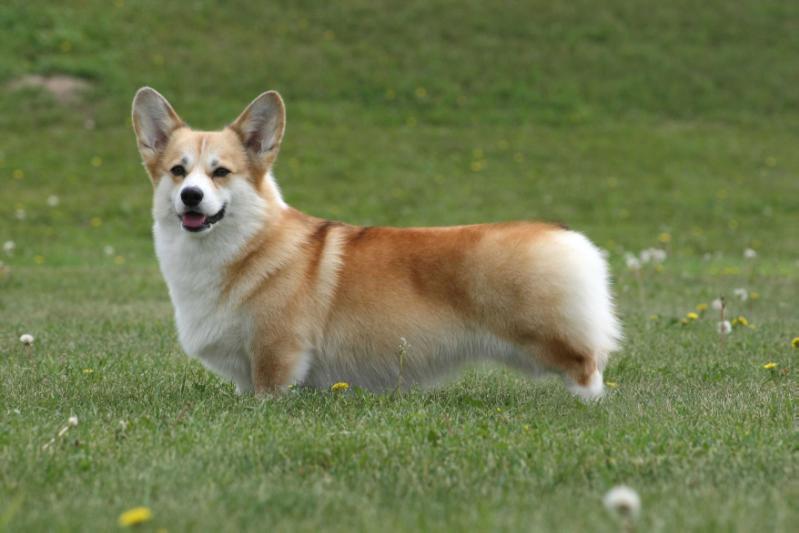 Curig corgis sales