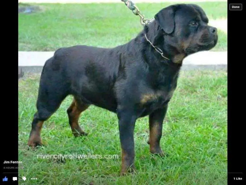 river city rottweiler