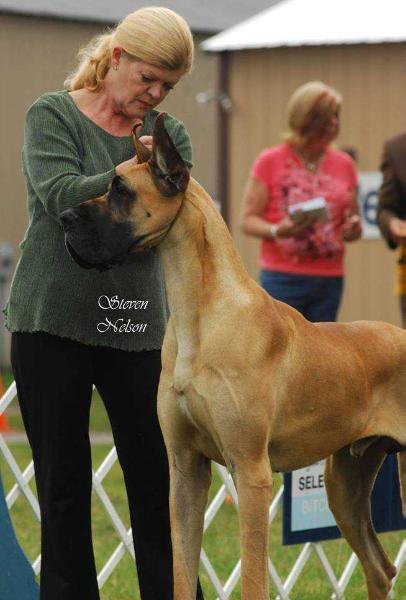 Northwind Great Danes 2025